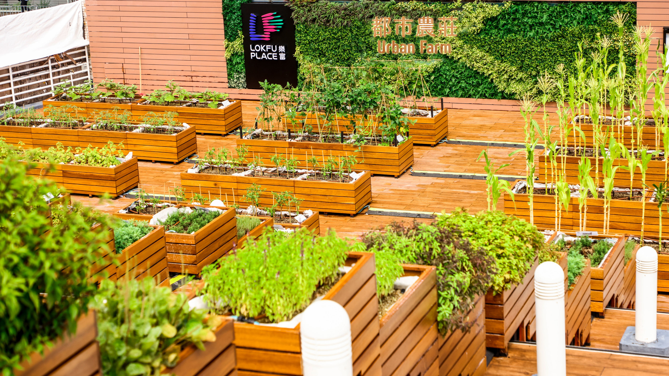 蔬果香草,一格格魚貫地種在農莊上。