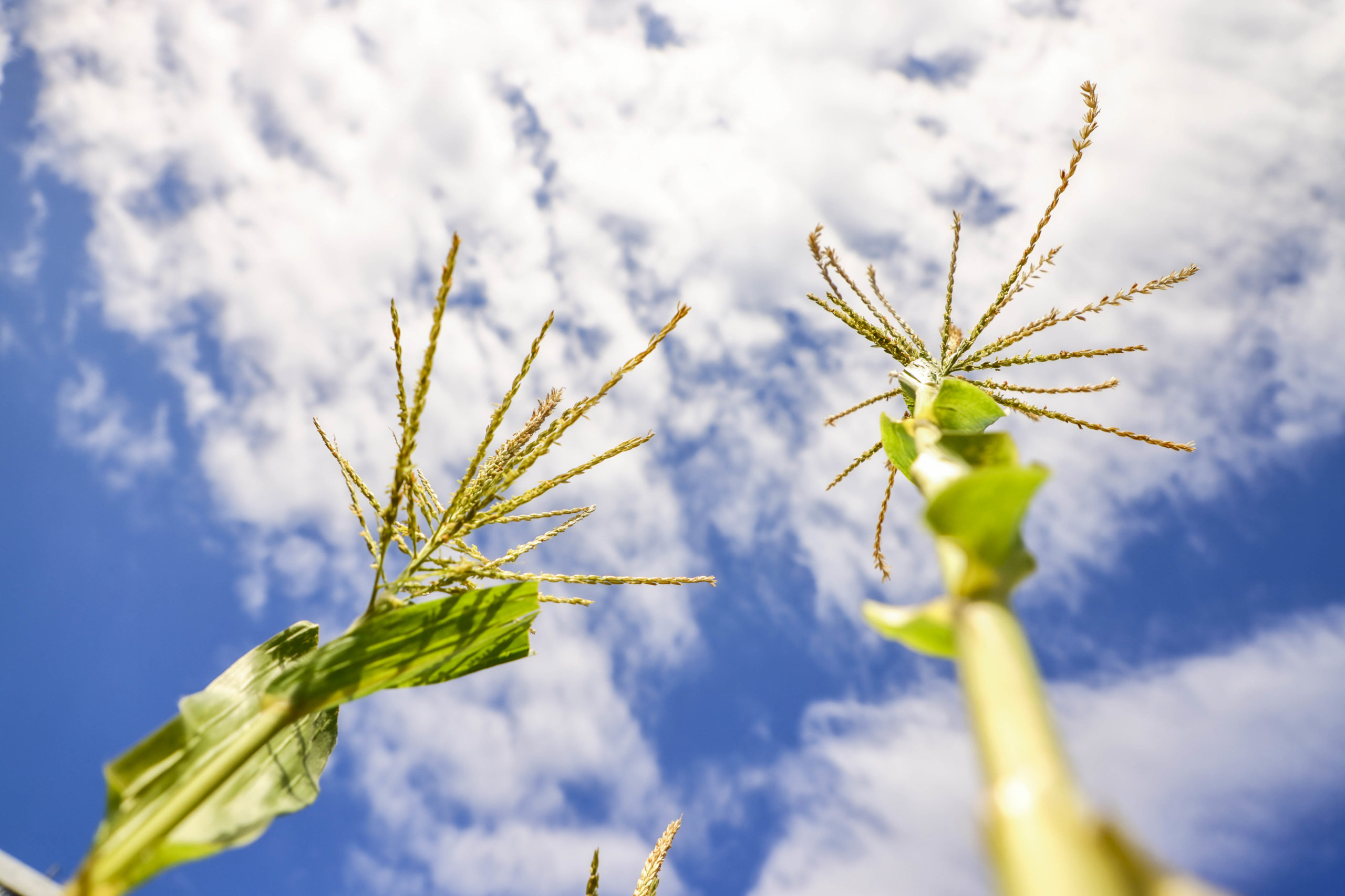 可以在九龍區鬧市中種植物,感覺好治癒。