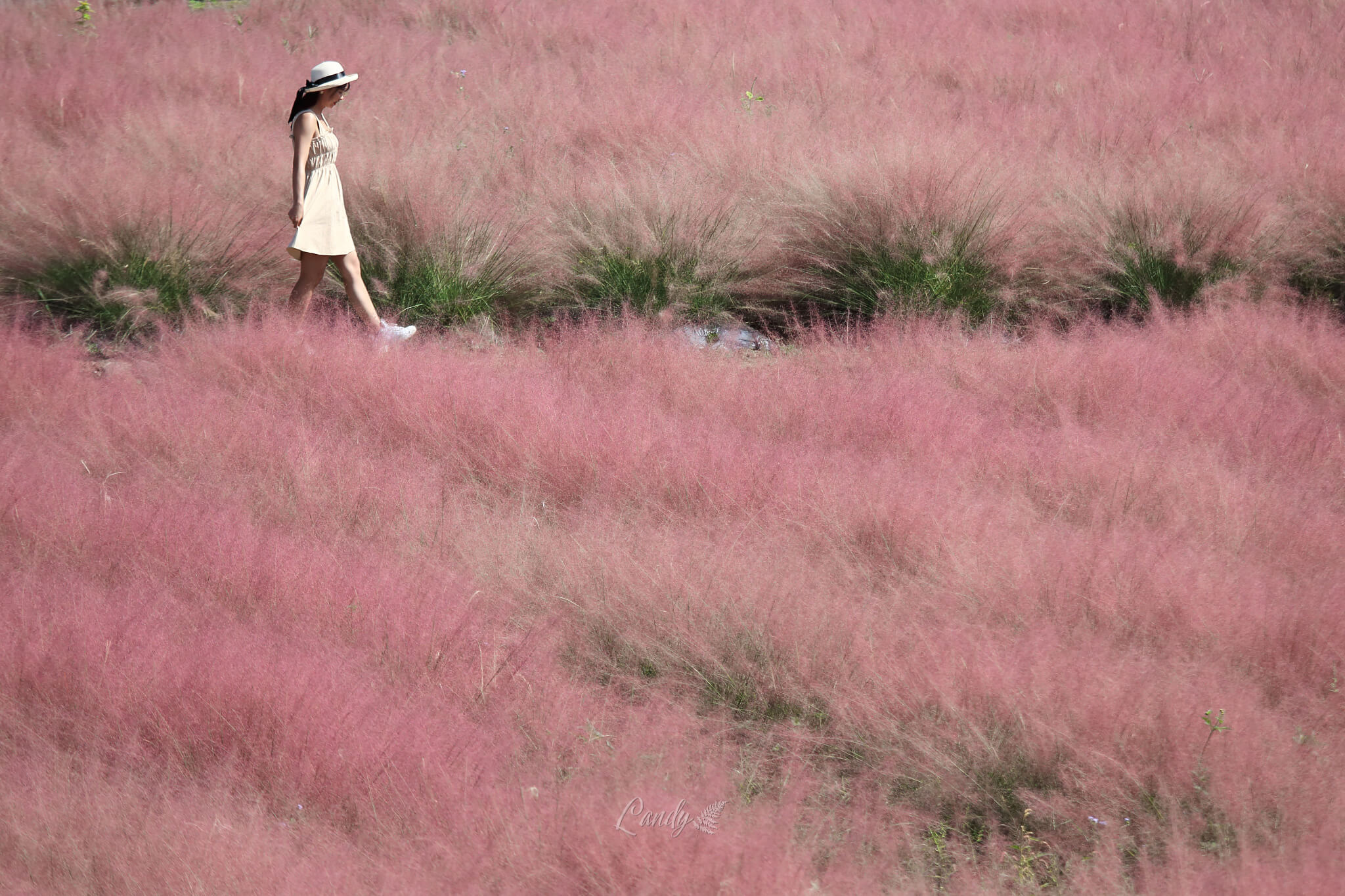 漫步粉紅芒草之間,好不浪漫。