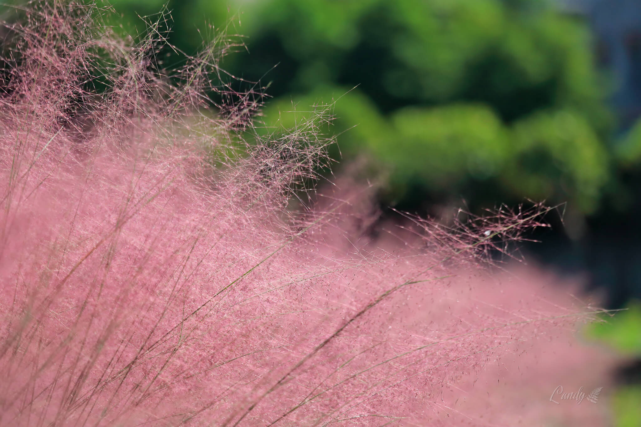 粉黛亂子草柔軟且粉紅,深受女生歡迎!(攝影:李文欽,FB:Landy Kuso)