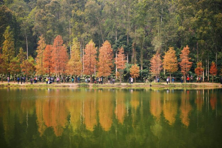 落羽松加上港版「天空之鏡」的流水響水塘，景色非常浪漫。