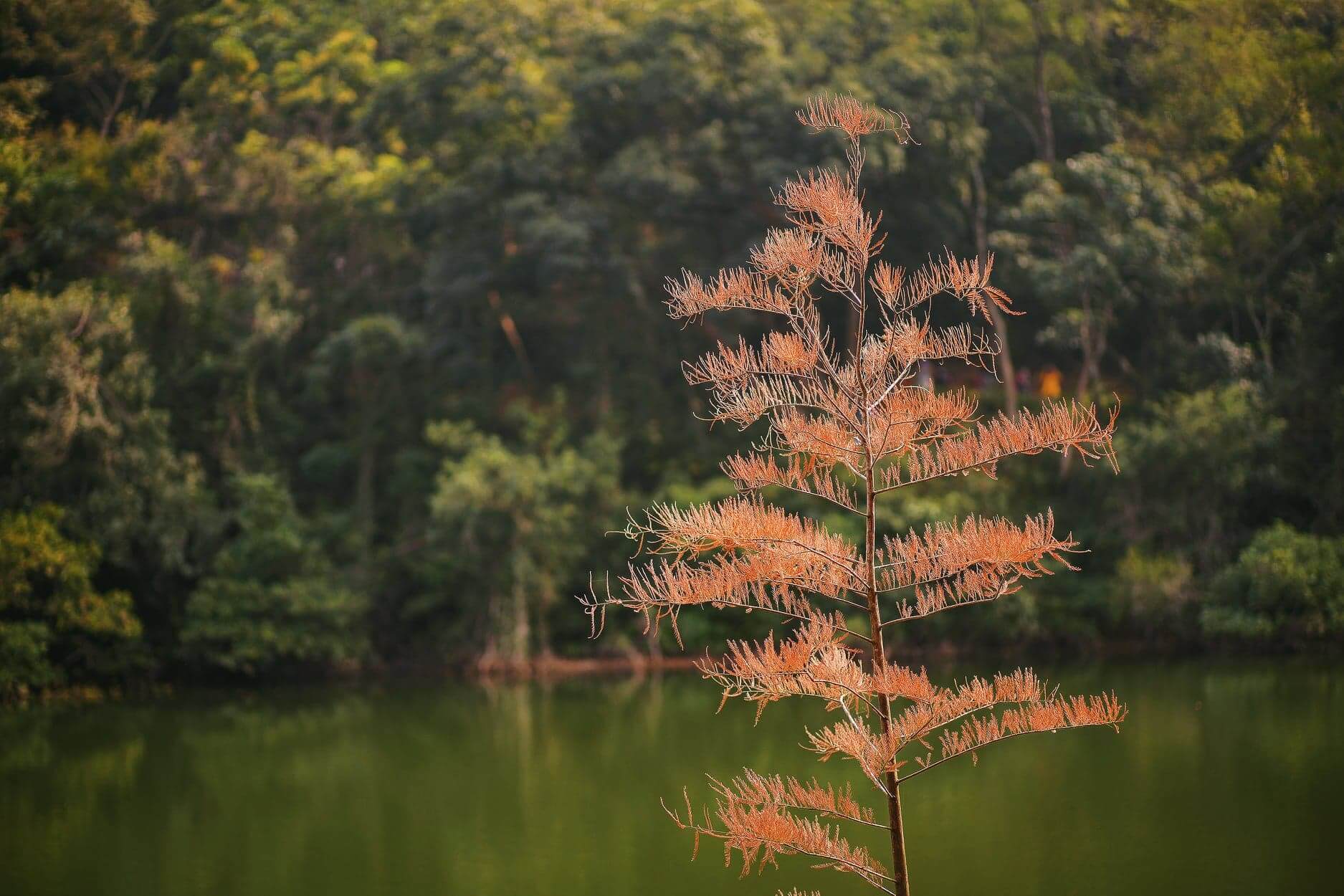 由於葉枝酷似羽毛,因而得名「落羽松」。