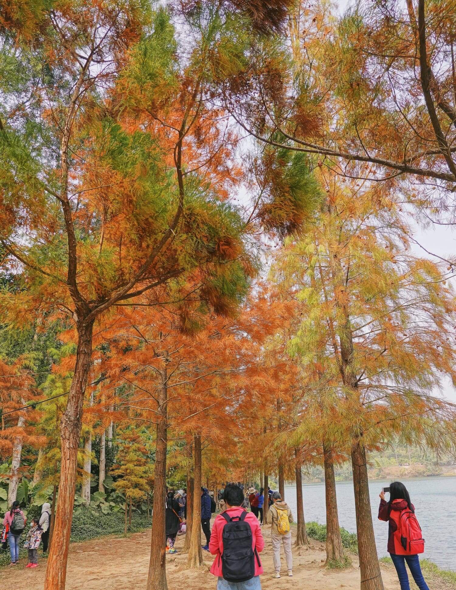 兩排楓紅的並木,令人聯想起南恰島。