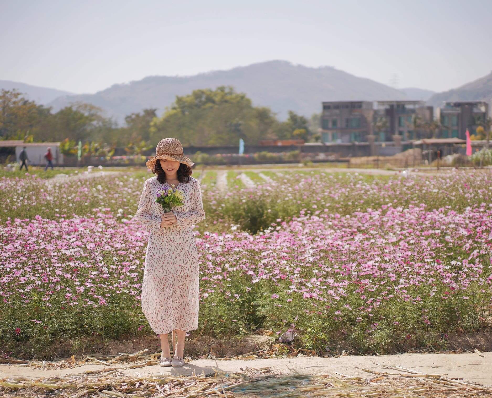 實際面積不大的波斯菊花田,卻有種休閒氛圍。