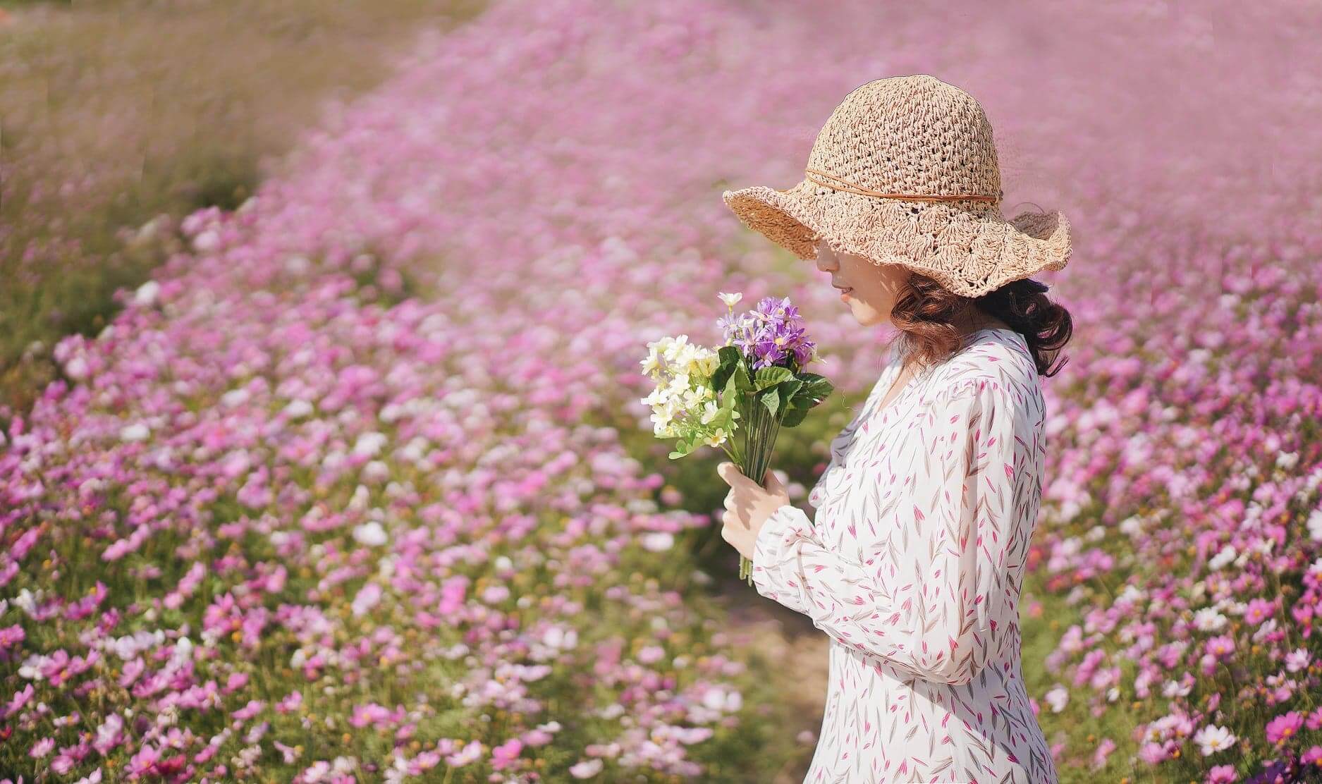 香港的錦田都有波斯菊花田!粉紅一片,景色令人淘醉。