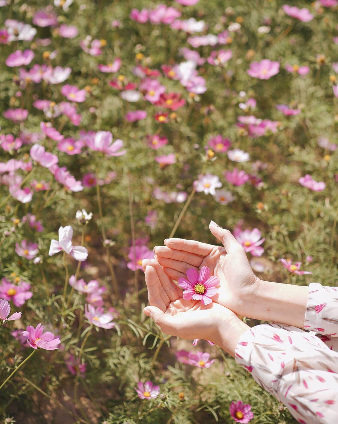 冬天無法種出農作物,農民也會在田上種波斯菊,養肥泥土,讓來年的農作物有更好收成。