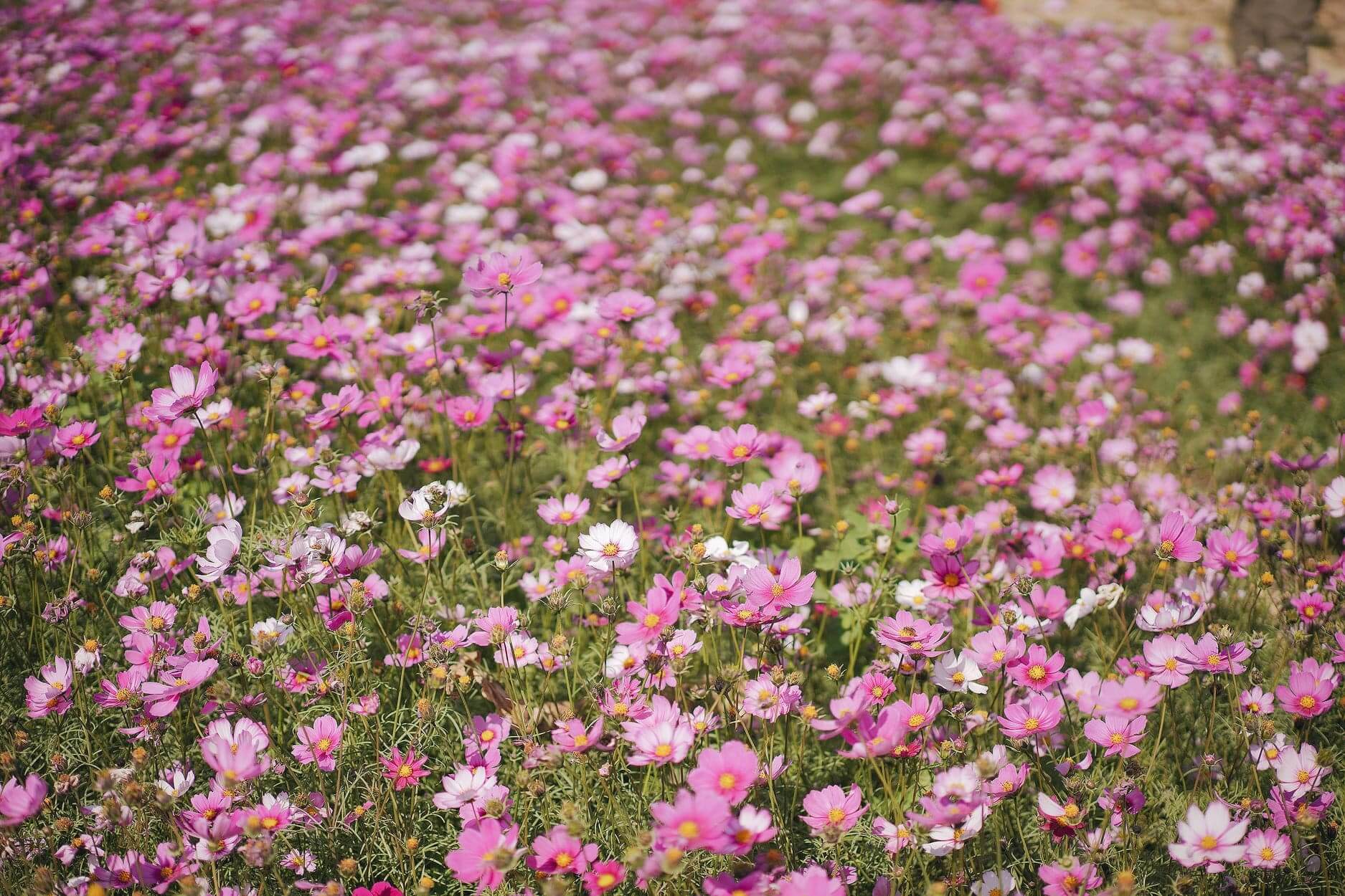 粉紅一片花海,非常夢幻。