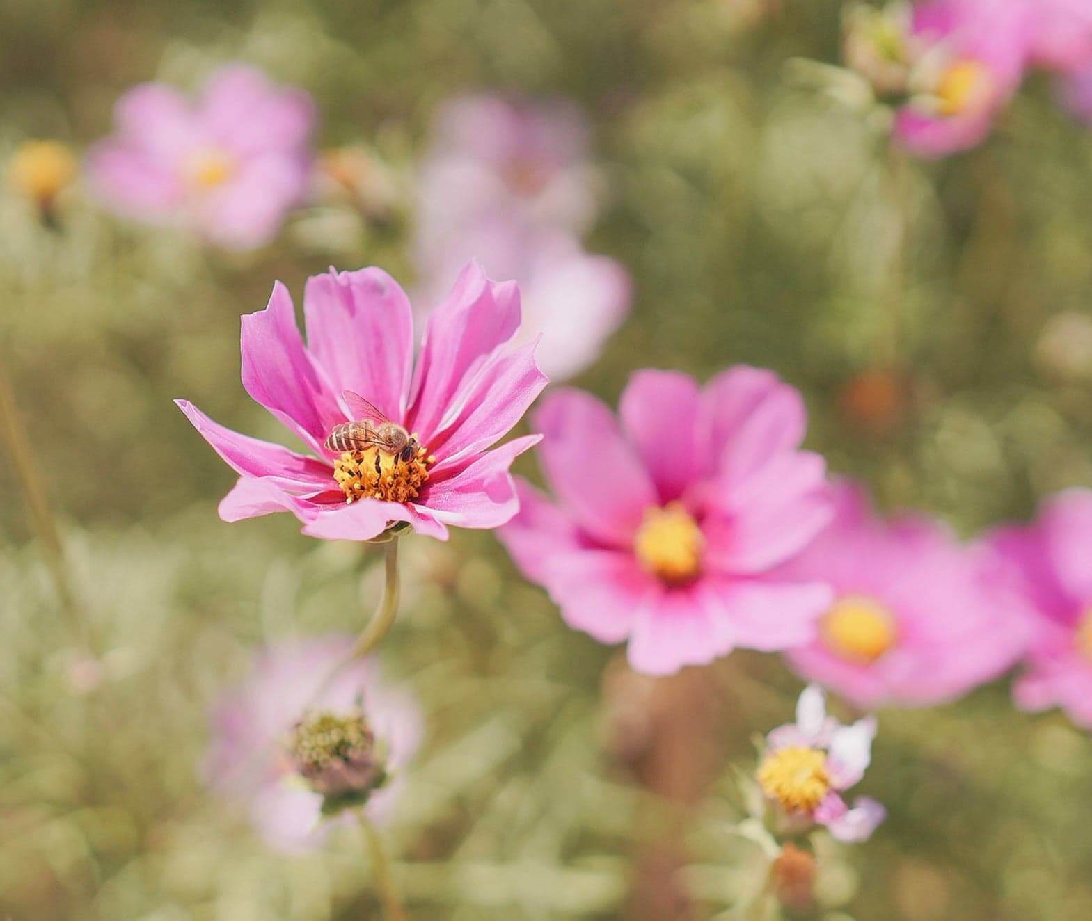 停在花朵上的蜜峰,是理想的攝影素材!
