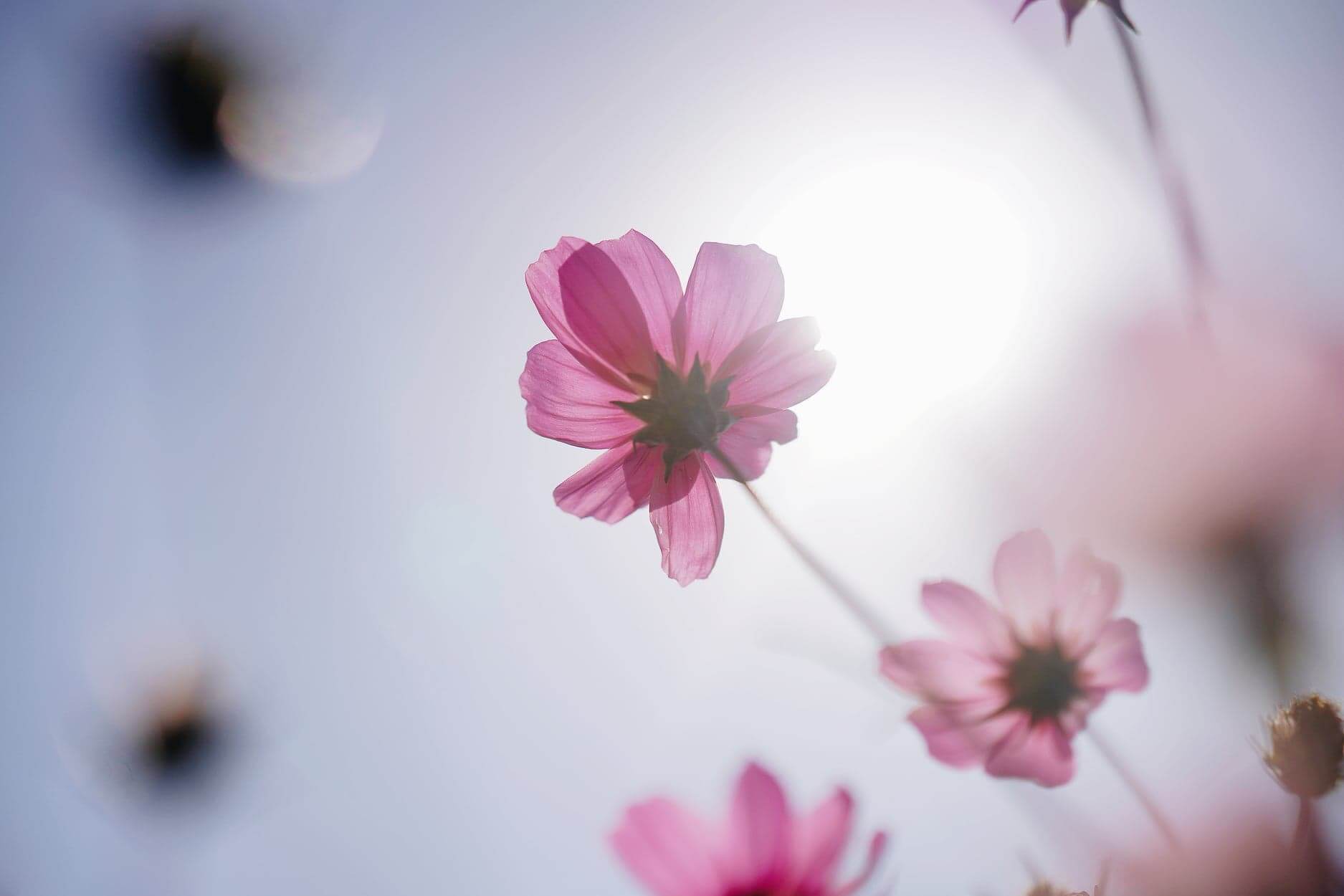 低炒角度影花田,另一番風情!