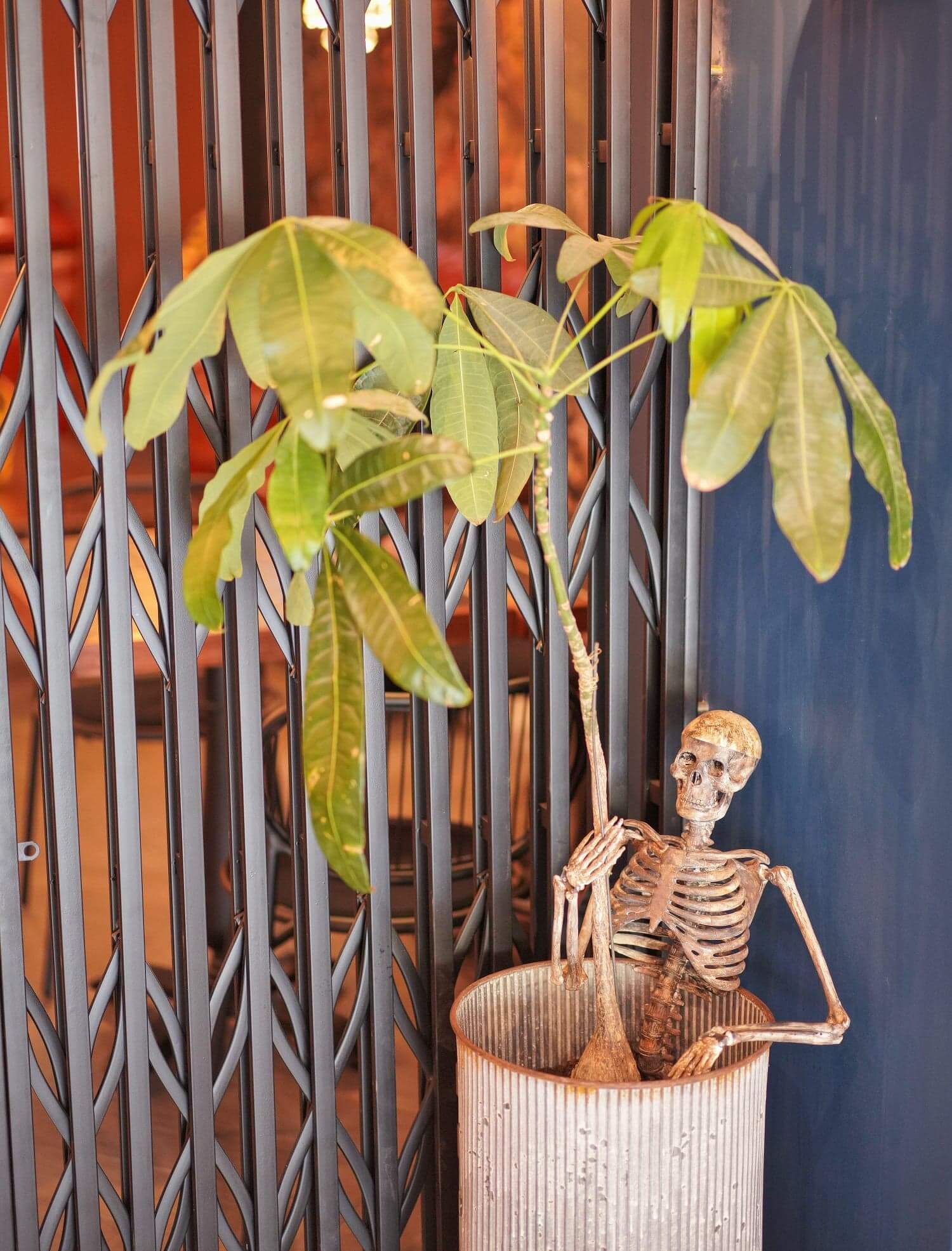 其他周邊布置,喺盆栽上嘅骷髏,好詭異!