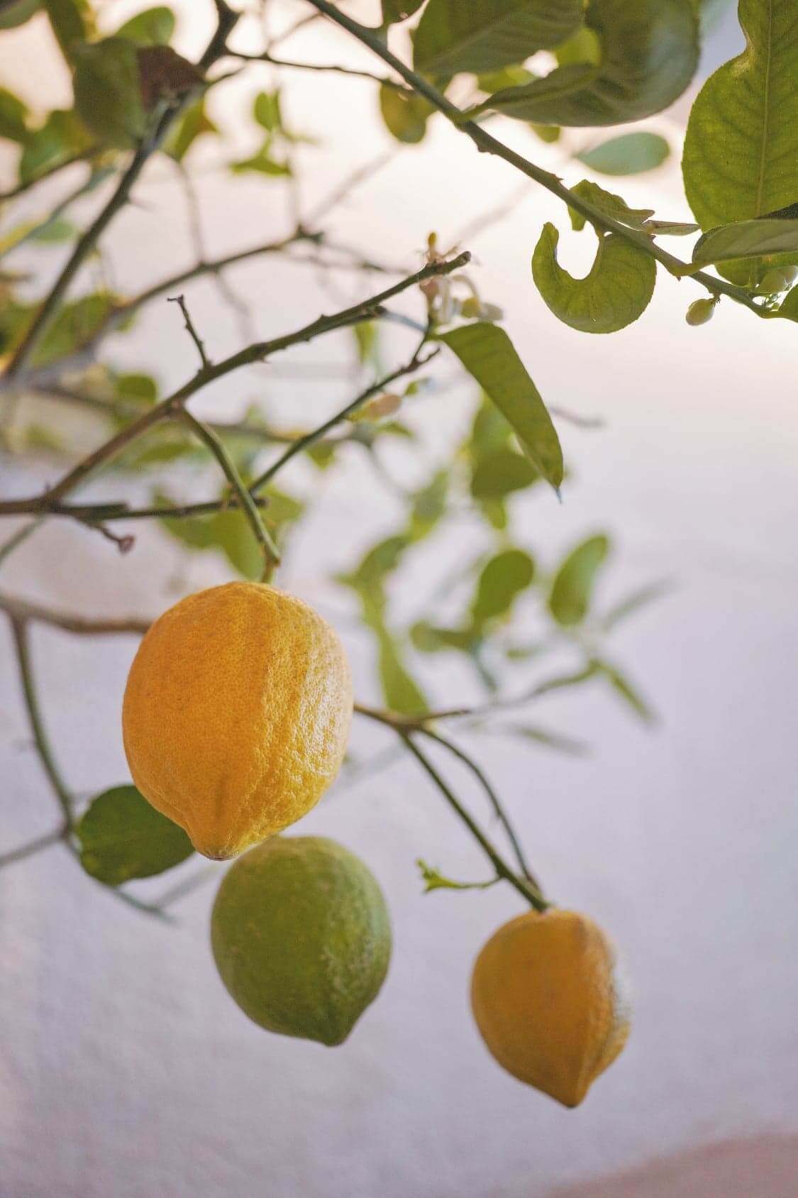 店內有棵檸檬樹,檸檬係越南常用嘅調味料,係香港嘅Cafe見到,真係太獨特!